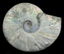 Inch Silver Iridescent Ammonite - Madagascar #5209-2